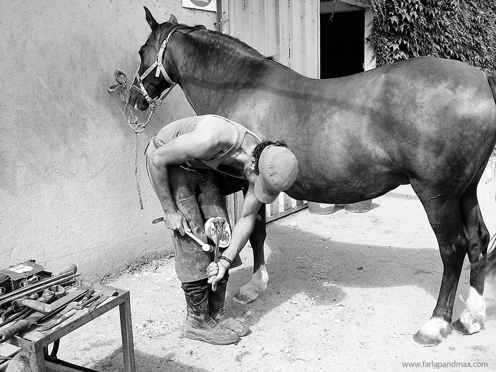 Max Shoeing Horse